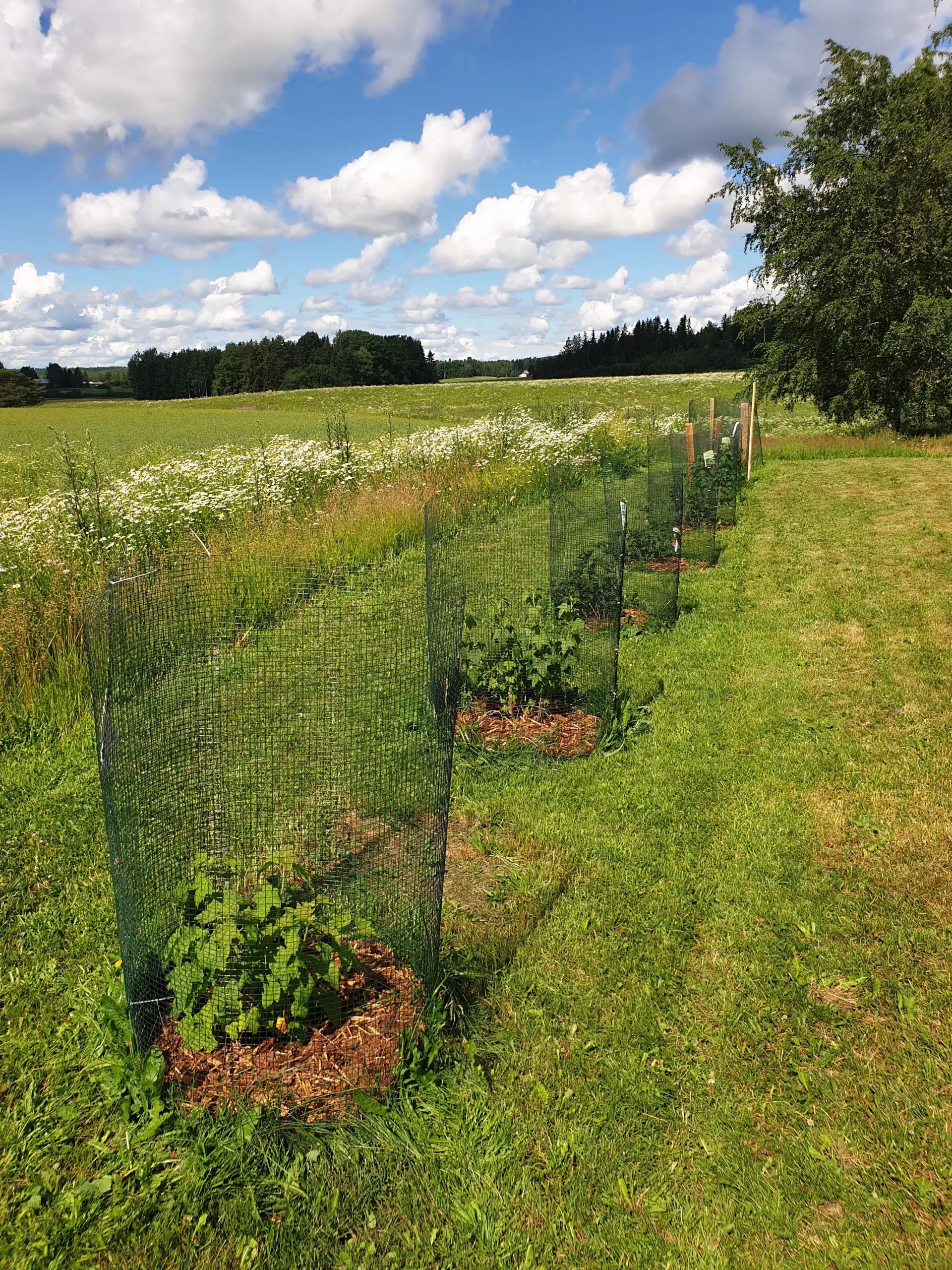 Marjapensaat valmiit!