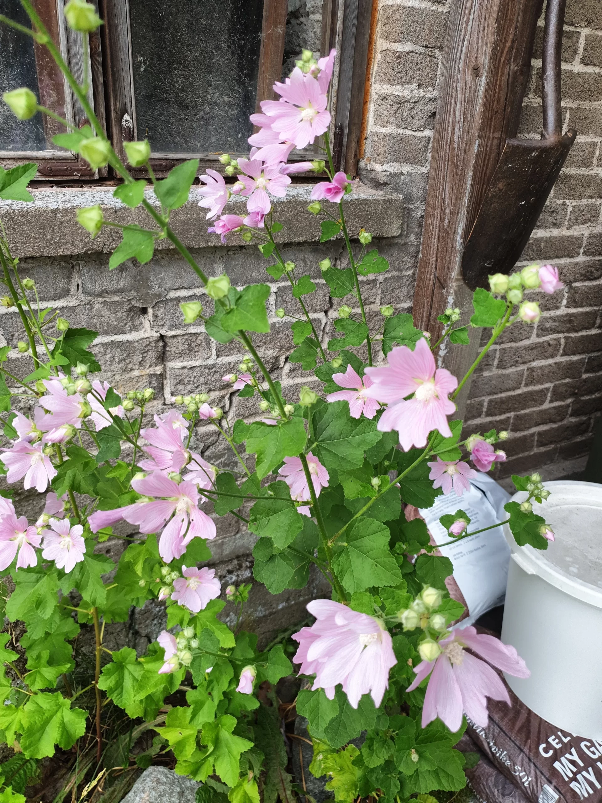 Vaaleanpunaiset kukat kompostorin vieressä