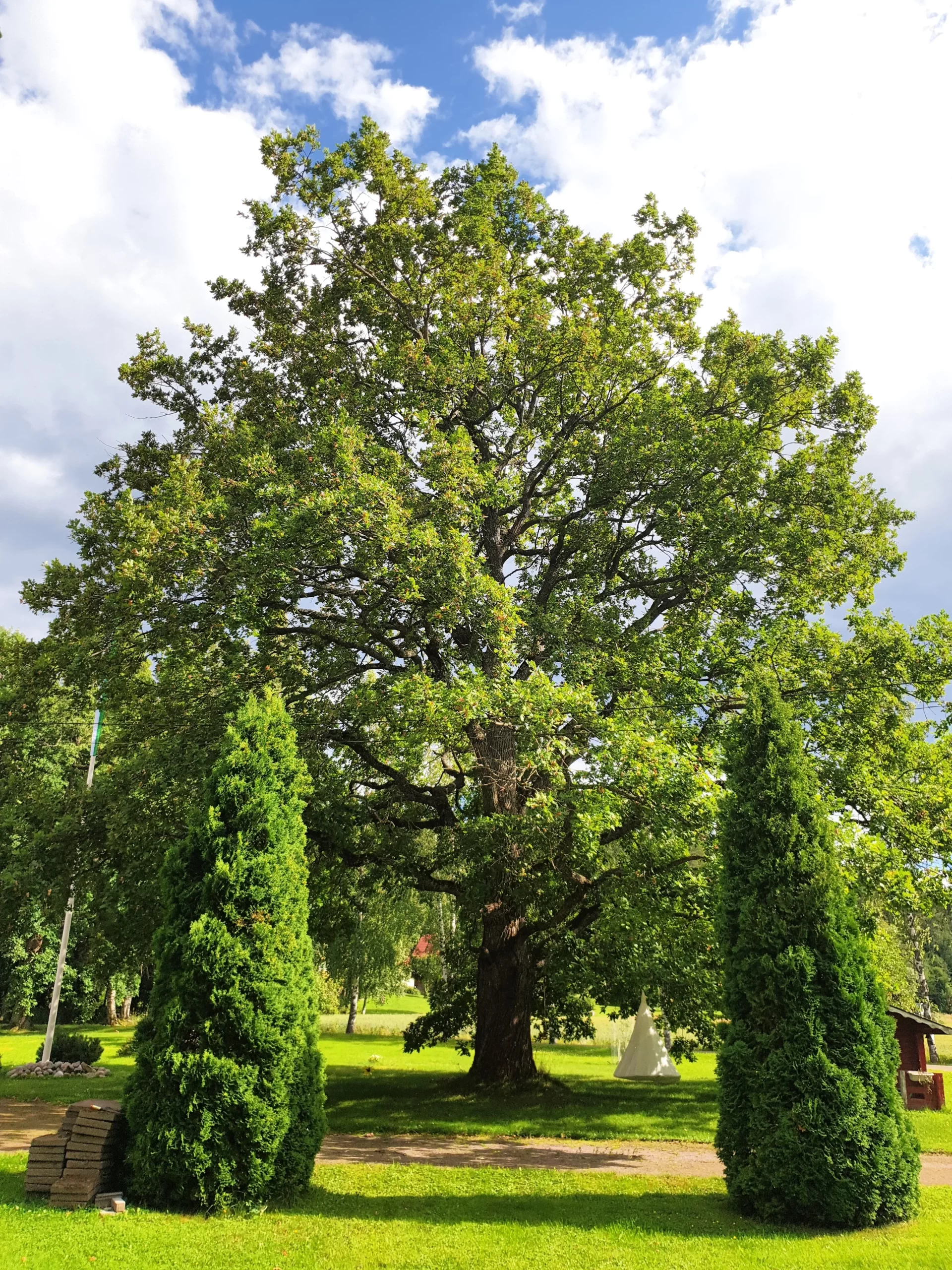Pihan ylpeys ja komeus: yli 100-vuotias tammi