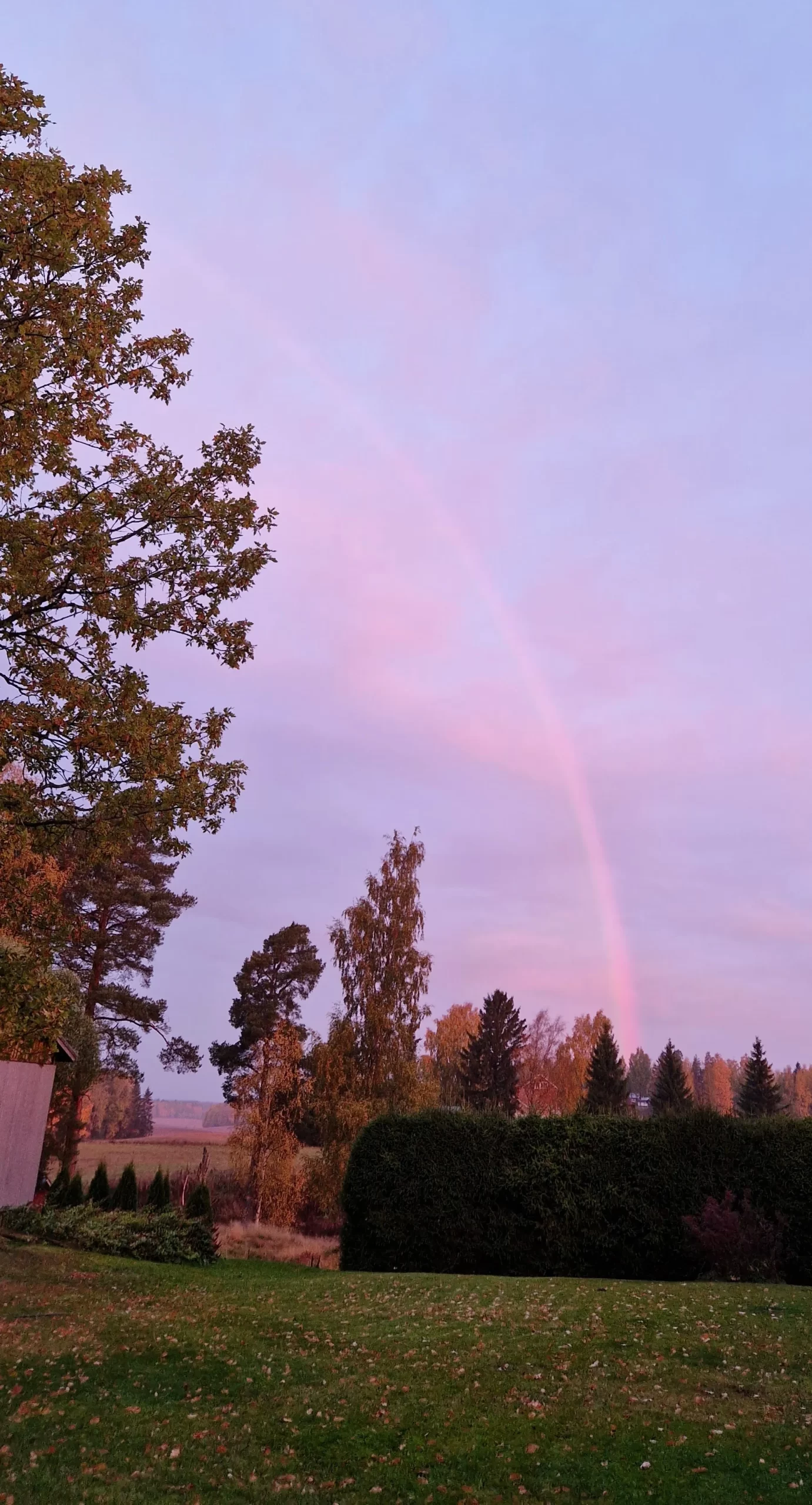 Vaaleanpunainen aamukaari