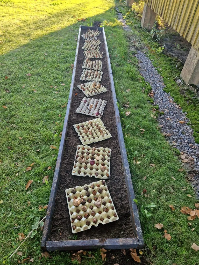 Sipulit ja pihan siivousta