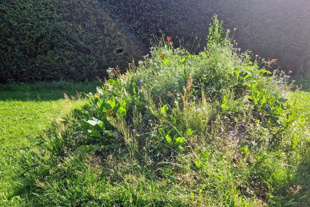 Ei ihan niin ruma luomi enää