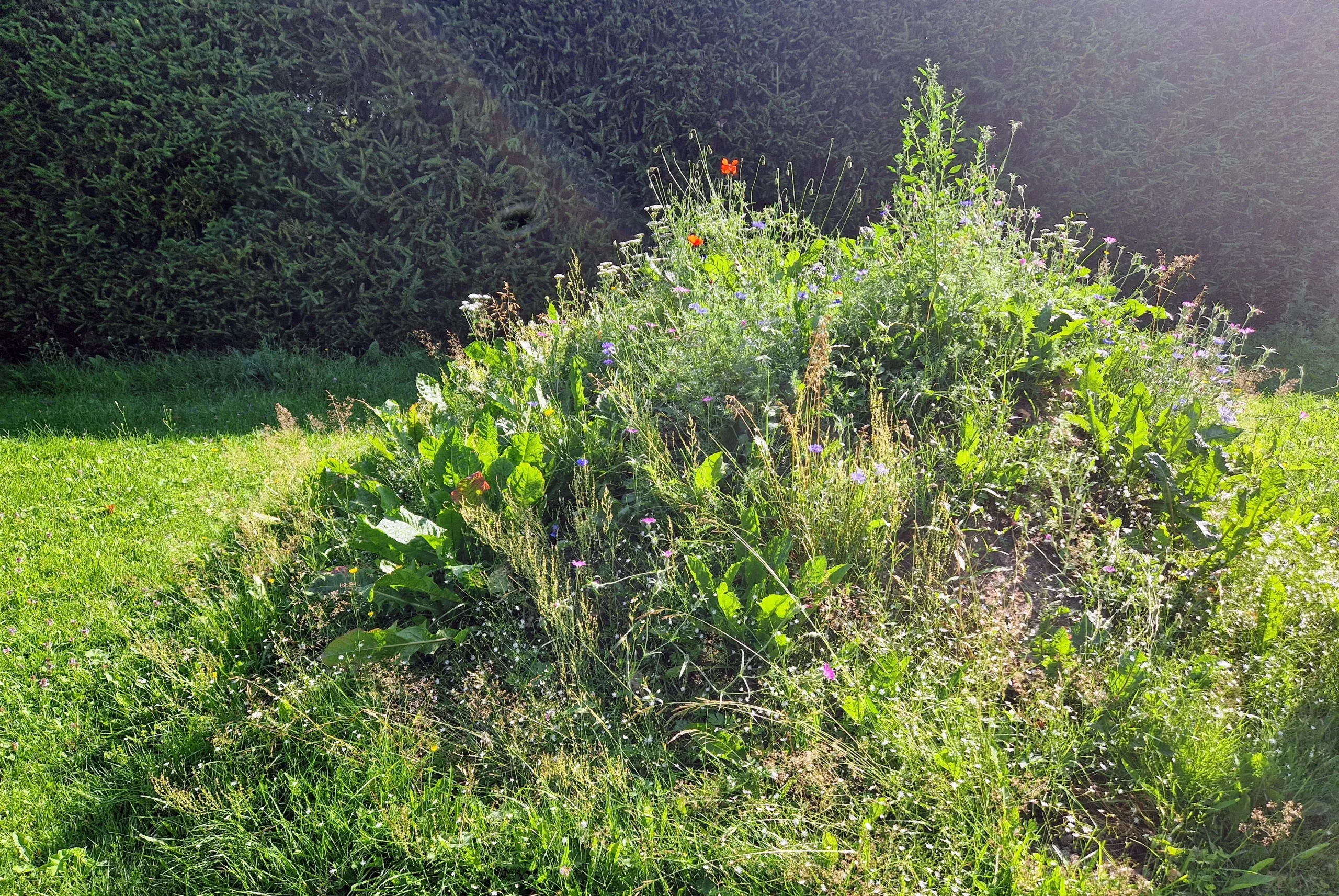 Ei ihan niin ruma luomi enää